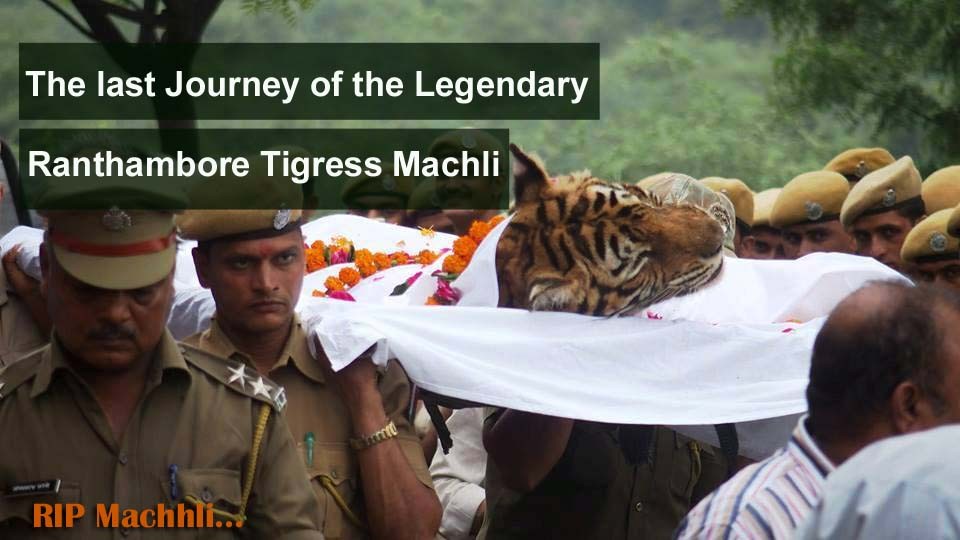 Machhli died in Ranthambore