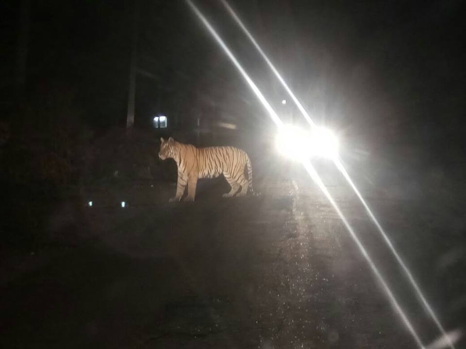 Male Tiger T-28