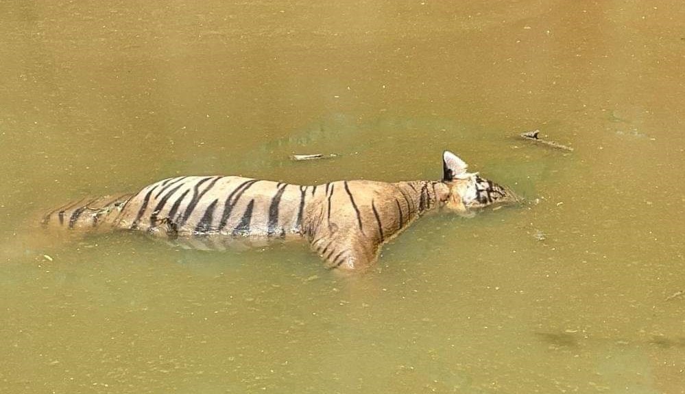 Male Tiger T-65 dead in Ranthambore