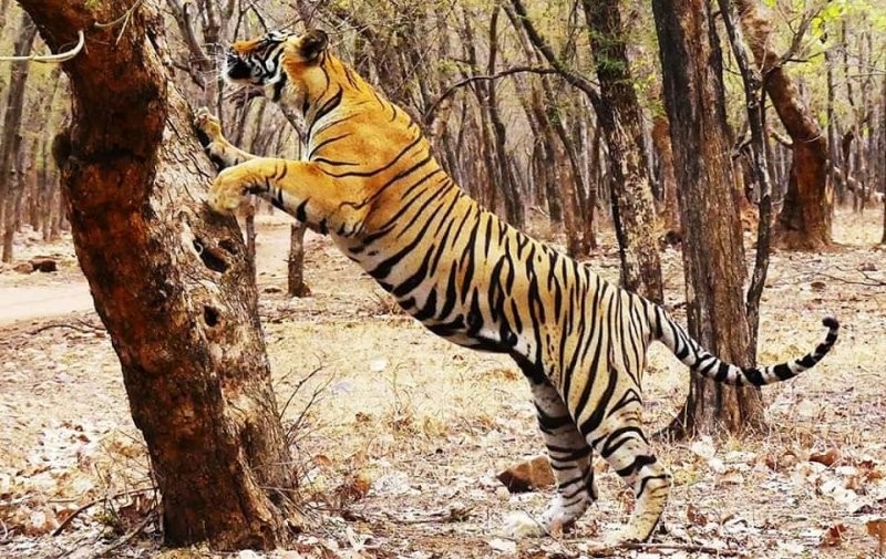 Male cub Veeru of T8 Laadli by Mohan Singh