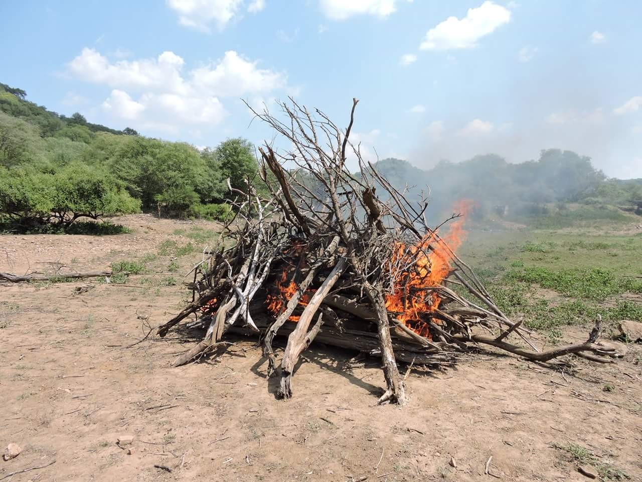 Male tiger T3 dies in Ranthambore