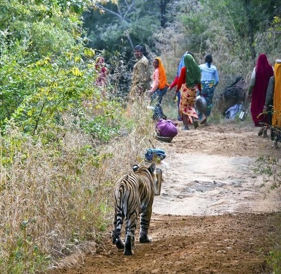 Man Eater Tiger Ranthambore India
