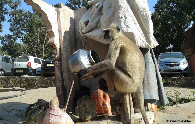 Monkey at Ranthambore Fort temple