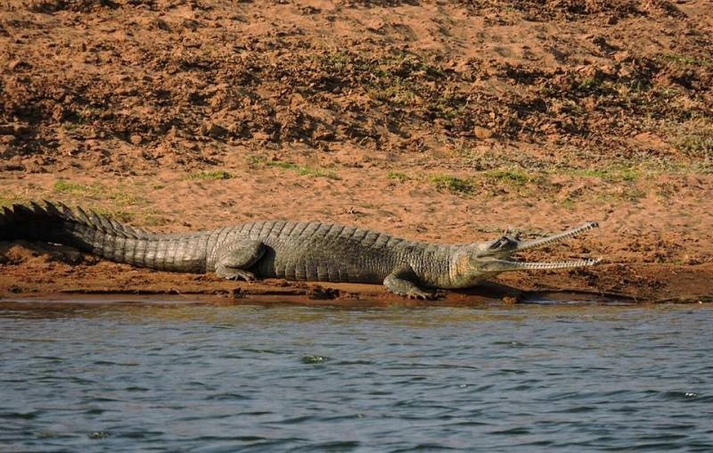 National Chambal Sanctuary Ranthambore