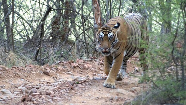 News Demand for shifting of Tigers of Ranthambore Reserve