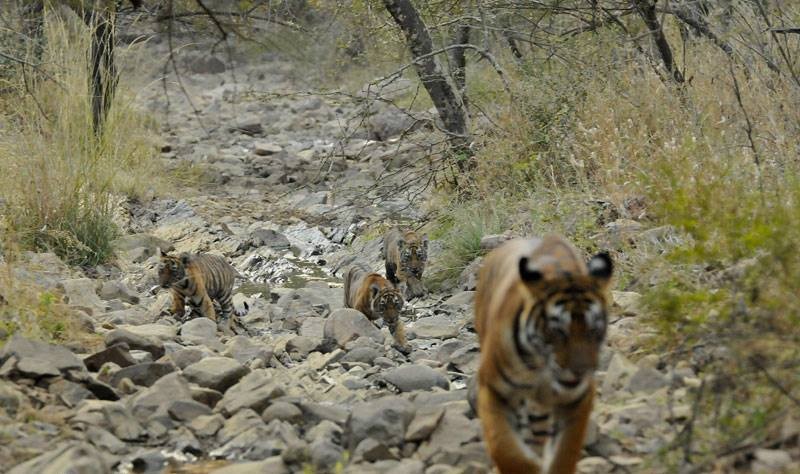 Noor with cubs
