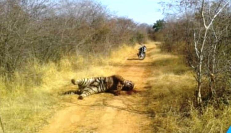 Pacman Tiger T-85 Ranthambore