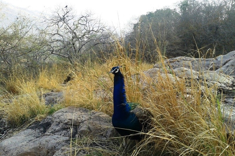 Peacock in Ranthambore