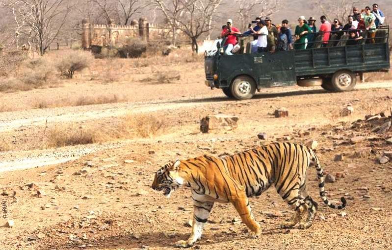 Plan your wildlife trip