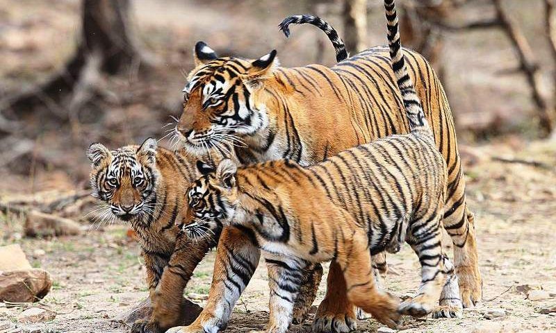 Ranthambhore Tiger Breeding Junction