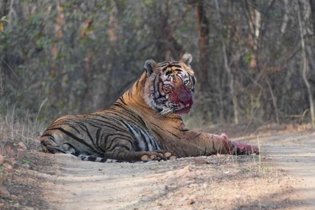 Two tigers clashed over territory in Ranthambore National Park