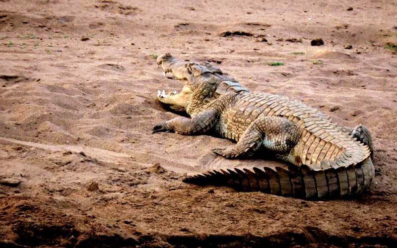 Ranthambore Crocodile