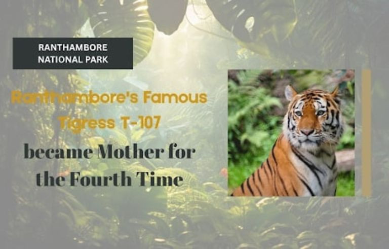 Ranthambore's Famous Tigress T-107 became Mother for the Fourth Time