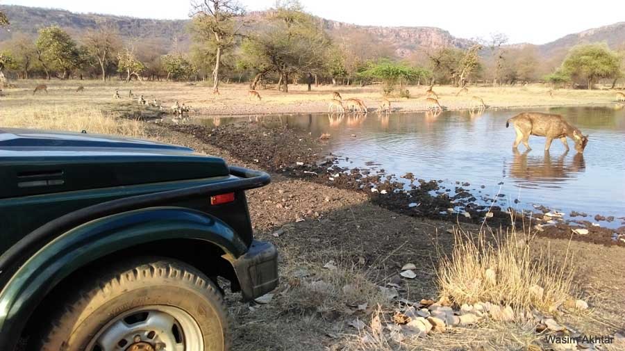 Ranthambore Jeep safari