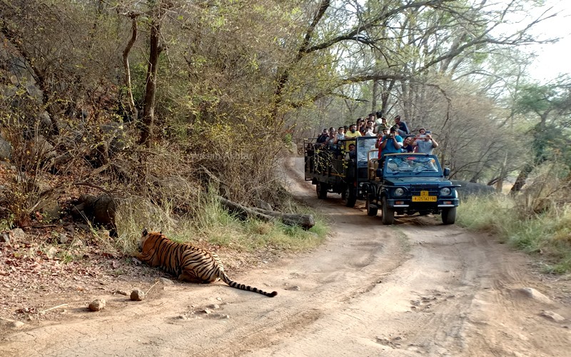 Ranthambore Jungle Safari Bookingg