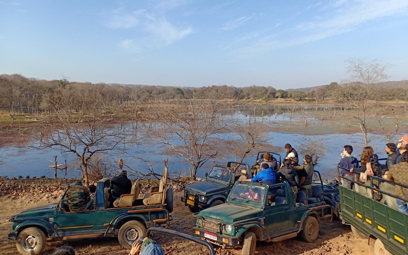 Ranthambore jungle safari charges increased, tigers and wildlife sighting became expensive