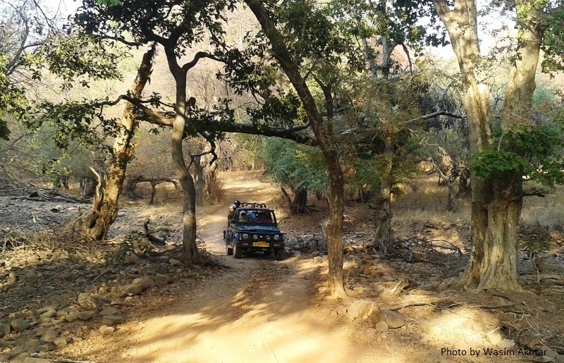 Ranthambore Jungle safari-1