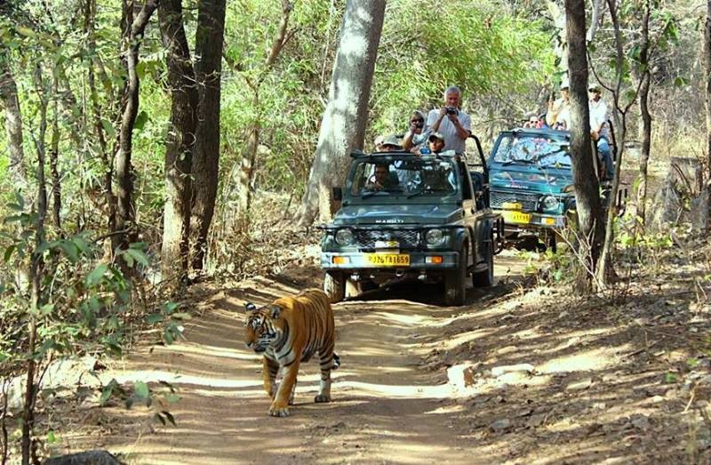 Ranthambore Jungle safari tour