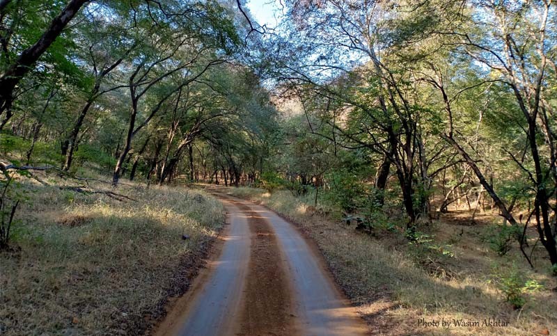 Ranthambore Jungle safari zone