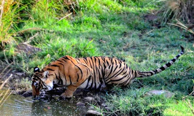 Ranthambore Monsoon Safari
