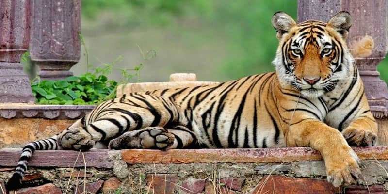 Ranthambore National Park Open for safari