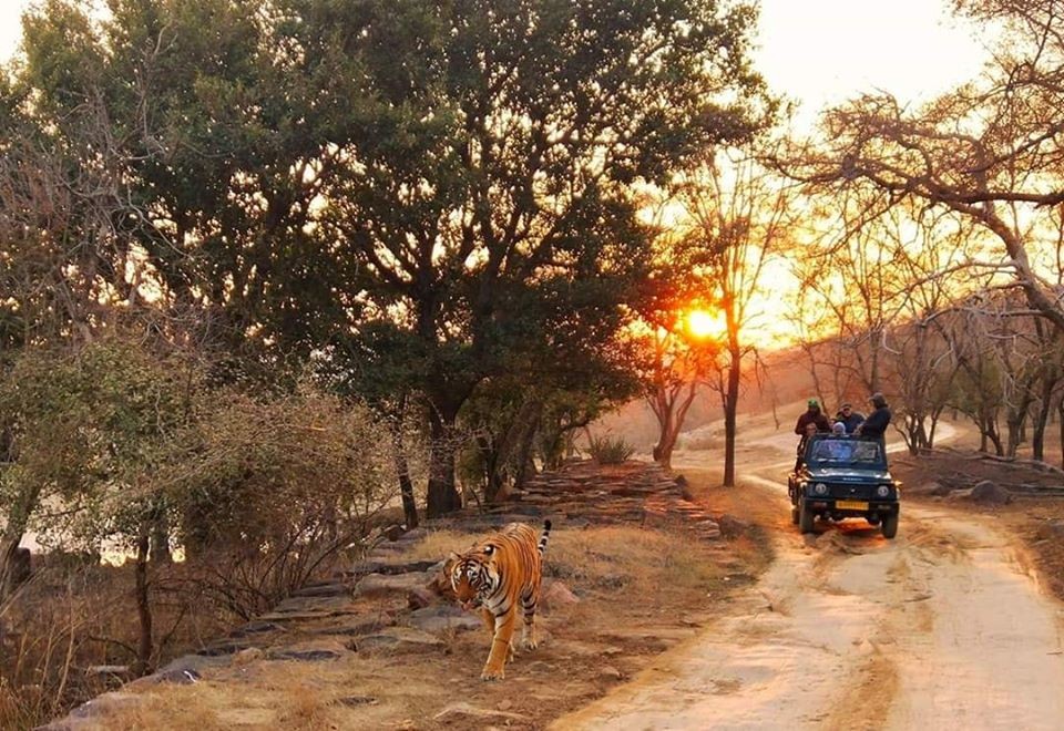 Ranthambore National Park Safari one