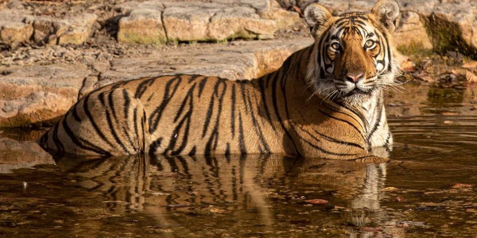 Ranthambore National Park Tiger Story