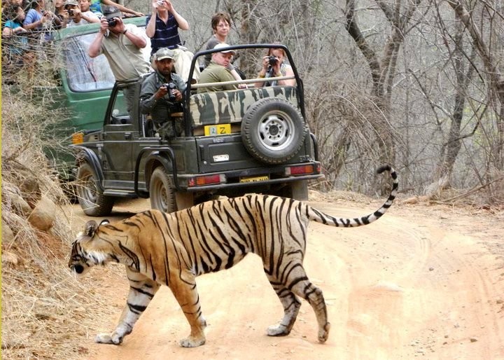 Ranthambore National Park World Tourism Day
