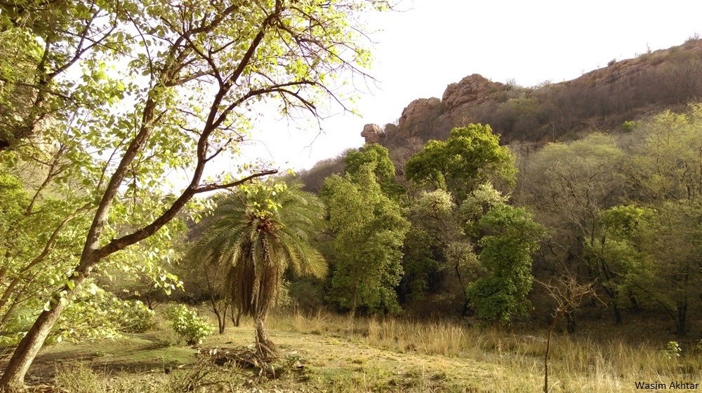 Ranthambore National Park by wasim