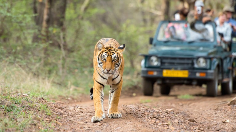 Ranthambore National Park