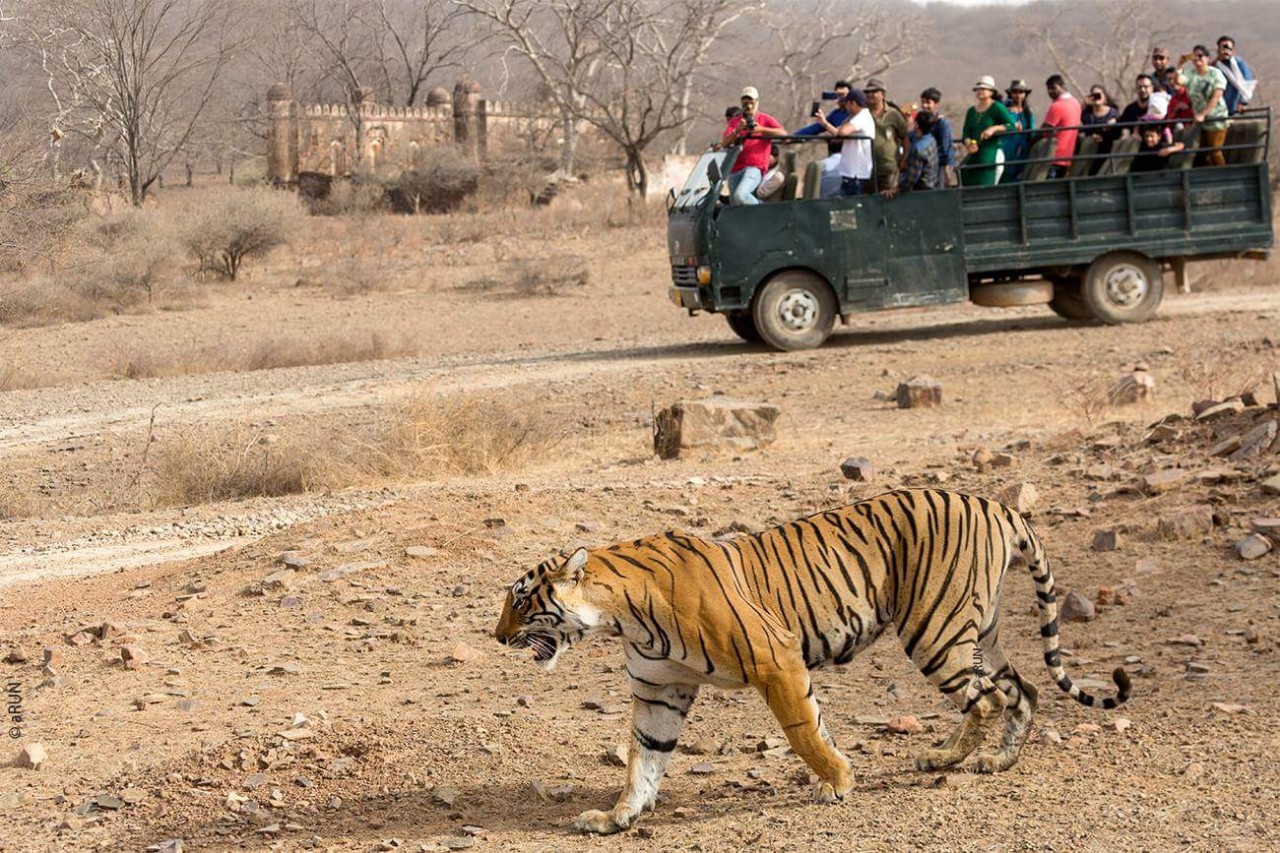 Ranthambore National Park sawai