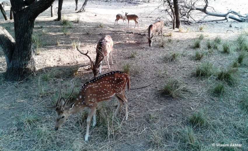 Ranthambore Ntional Park deer