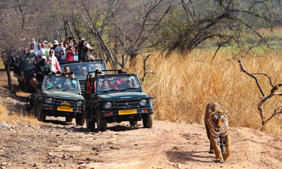 Latest update on online safari booking for Ranthambore National Park