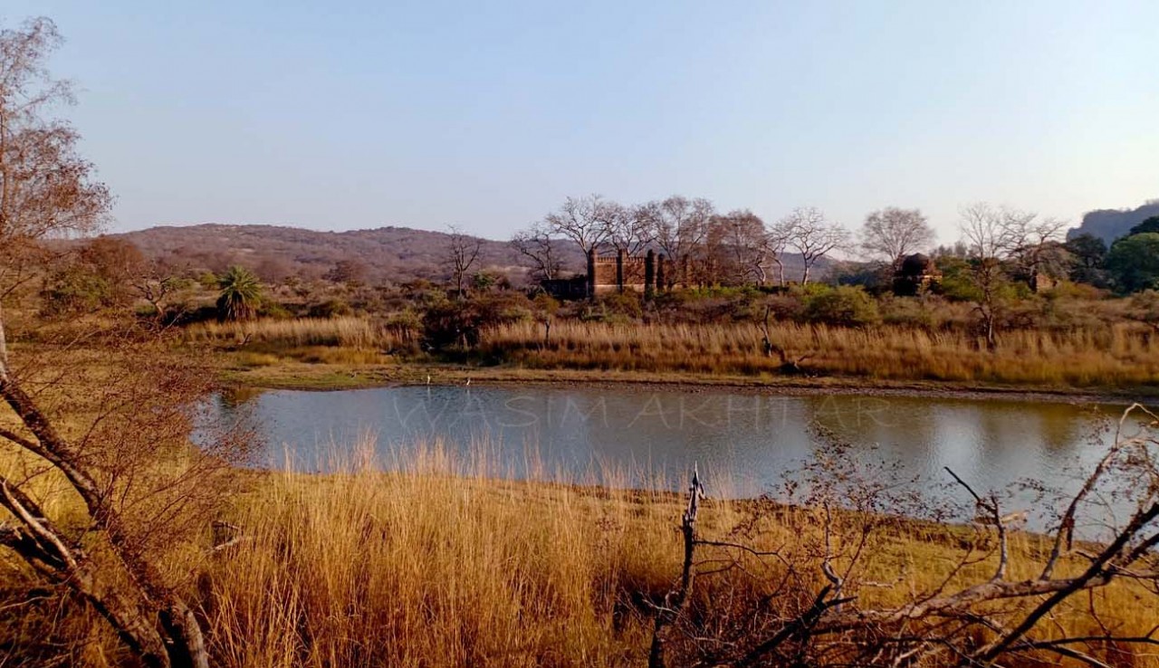 Ranthambore Photo