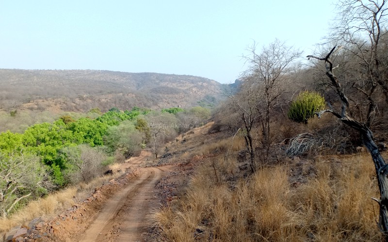 Ranthambore Safari Zonee