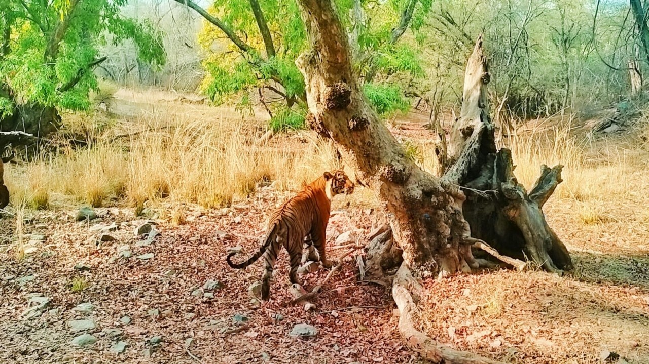 Ranthambhore National Park: Major Changes to Safari Route in Zone 9 for a Better Visitor Experience