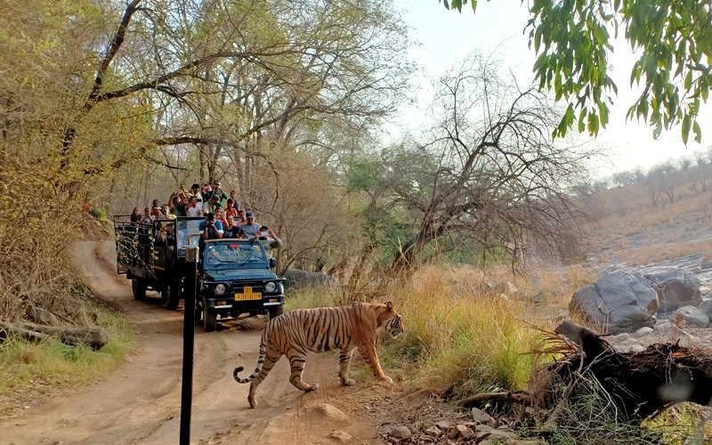 Ranthambore Tiger Safari 2