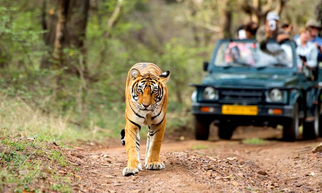 Tourism closed every Sunday in Ranthambore National Park due to the third wave of Corona