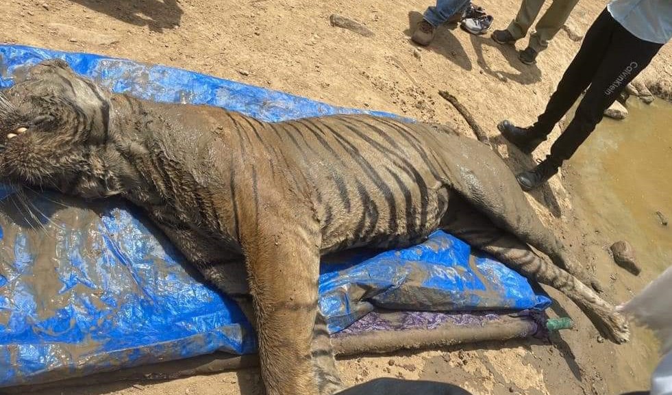 Ranthambore Tiger T-65 died