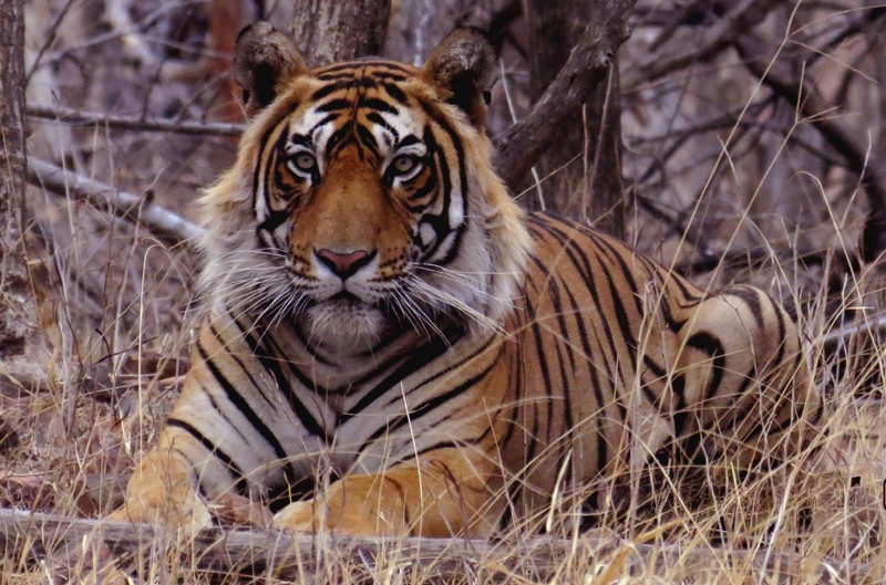 Tragic Tiger Attack in Uliyana Village Near Ranthambore Reserve
