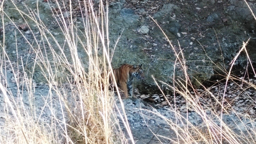 Ranthambore Tiger safari_1