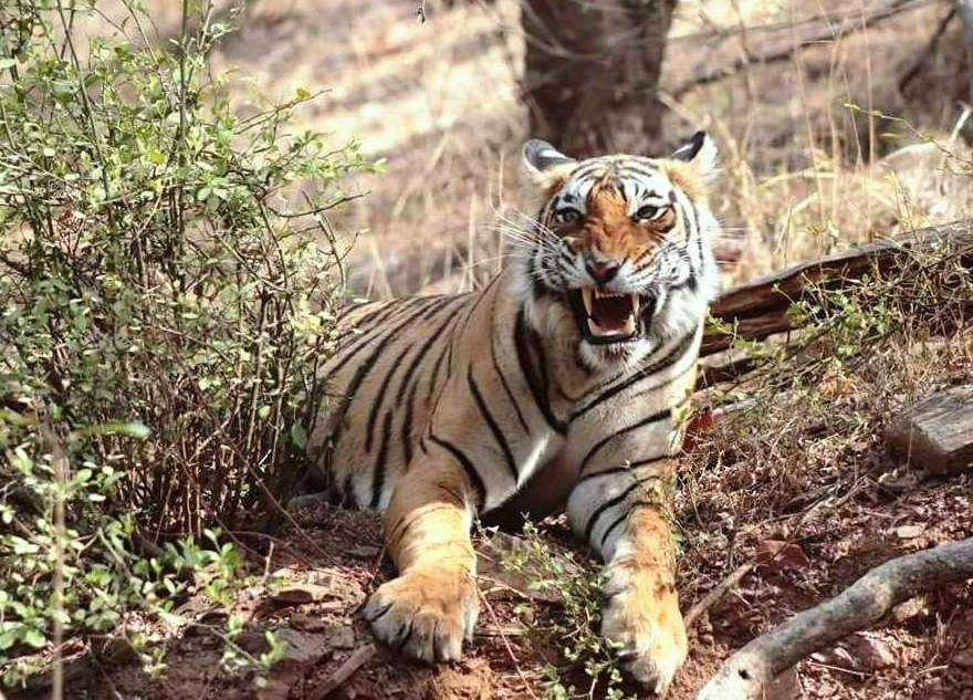 Ranthambore Tiger