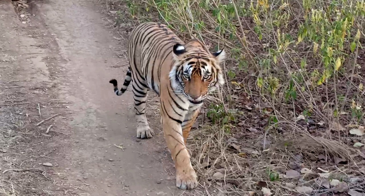 Ranthambore Tiger 2