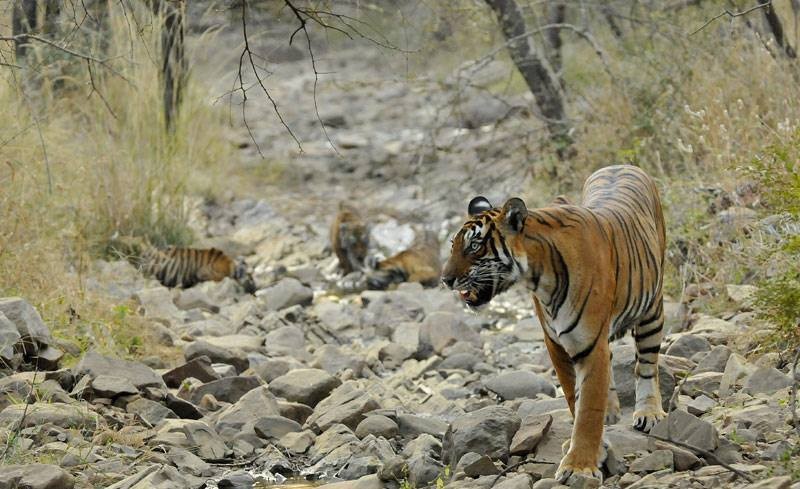 Ranthambore Togre T39 with cubs