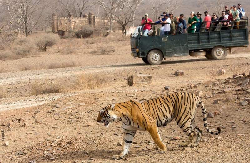 Ranthambore Wildlife Safari park