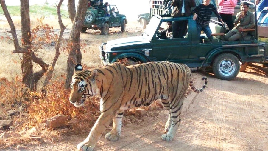 Ranthambore jeep safari guide