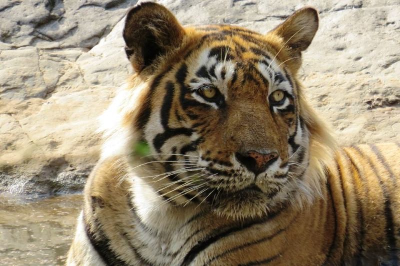 Ranthambore jungle safari_01