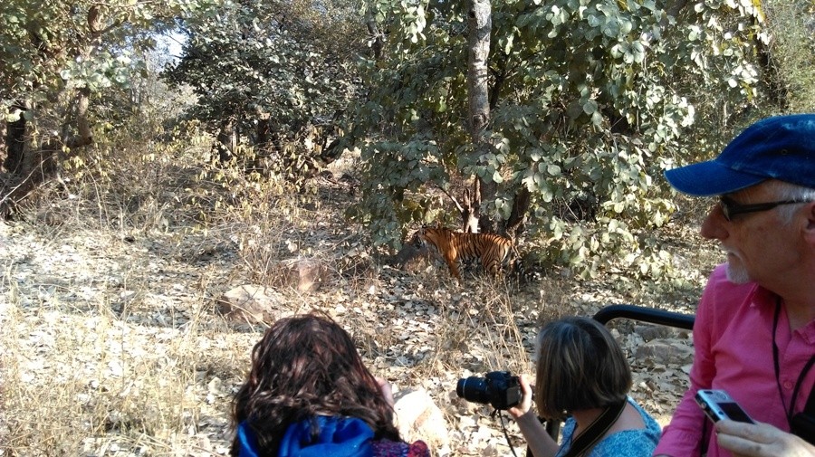 Ranthambore national Park Tiger safari