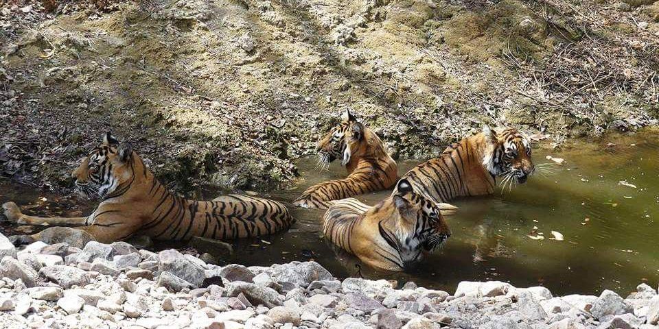 Ranthambore open in monsoon_11