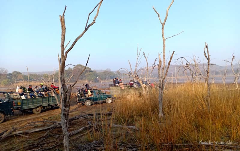 Ranthambore safari